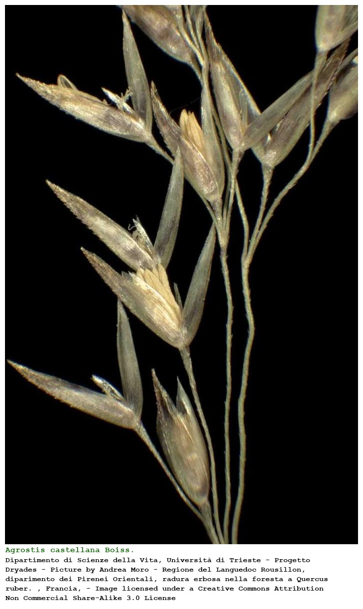 Agrostis castellana Boiss. & Reut.